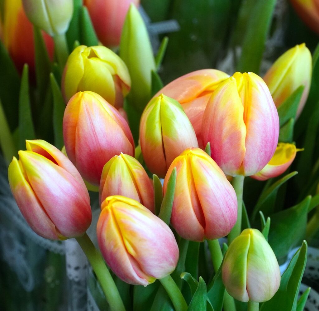 tulips, flowers, blossom-7825892.jpg